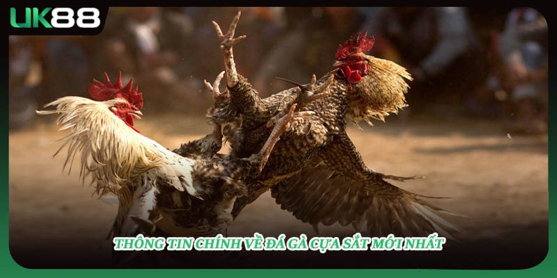 Thông tin chính về đá gà cựa sắt mới nhất